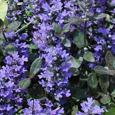 Attēlu rezultāti vaicājumam “Ajuga reptans bud”