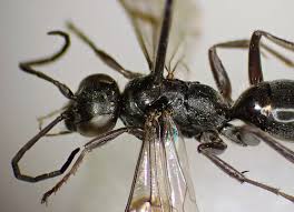 Attēlu rezultāti vaicājumam “Dipogon sp.”