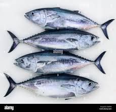 Image result for Thunnus thynnus