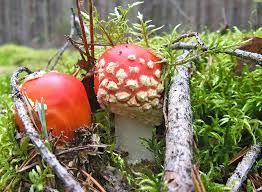 Attēlu rezultāti vaicājumam “Lactarius lygniotus”