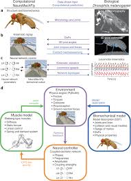 Attēlu rezultāti vaicājumam “Drosophila melanogaster”