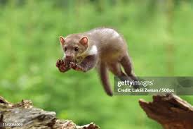 Attēlu rezultāti vaicājumam “Martes foina”