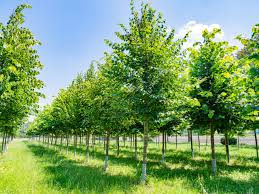 Attēlu rezultāti vaicājumam “Tilia”