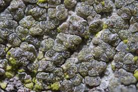 Attēlu rezultāti vaicājumam “Lecanora conizaeoides”