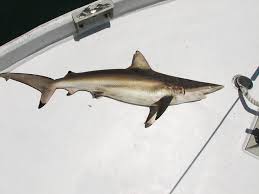 Image result for Carcharhinus brevipinna