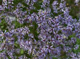 Attēlu rezultāti vaicājumam “Juglans cinerea flower”
