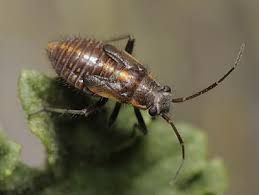 Attēlu rezultāti vaicājumam “Capsodes gothicus”