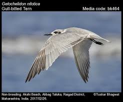 Image result for Gelochelidon nilotica