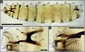 Attēlu rezultāti vaicājumam “Callimorpha dominula larva”