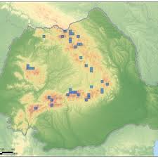 Attēlu rezultāti vaicājumam “Hamatocaulis lapponicus”