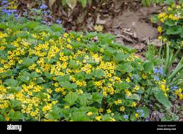 Attēlu rezultāti vaicājumam “Waldsteinia geoides flower”