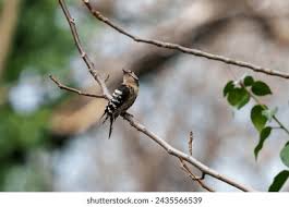 Attēlu rezultāti vaicājumam “Dendrocopos minor female”