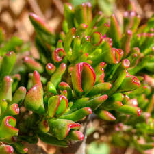 Image result for Crassula hobbit