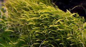 Image result for Utricularia