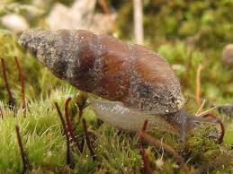 Attēlu rezultāti vaicājumam “Ena montana”