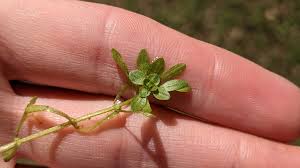 Attēlu rezultāti vaicājumam “Callitrichaceae”