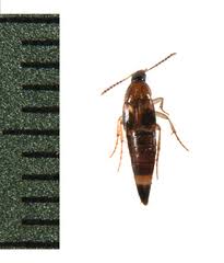 Attēlu rezultāti vaicājumam “Staphylinidae”