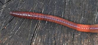 Attēlu rezultāti vaicājumam “Lumbricus terrestris”