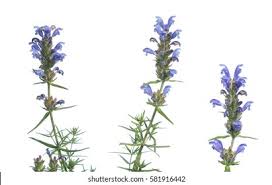 Attēlu rezultāti vaicājumam “Dracocephalum ruyschiana fruit”