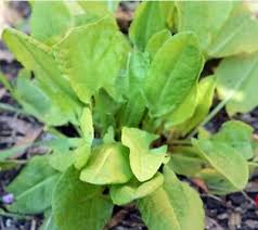 Attēlu rezultāti vaicājumam “Rumex acetosa leaf”