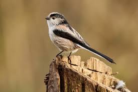 Attēlu rezultāti vaicājumam “Aegithalos caudatus”