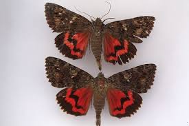 Attēlu rezultāti vaicājumam “Catocala sponsa”