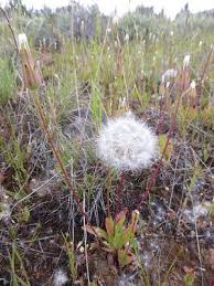 Image result for Agoseris major