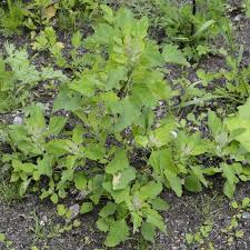 Attēlu rezultāti vaicājumam “Chenopodium acerifolium leaf”