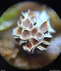 Attēlu rezultāti vaicājumam “Diderma radiatum”