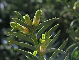 Attēlu rezultāti vaicājumam “Taxus baccata bud”