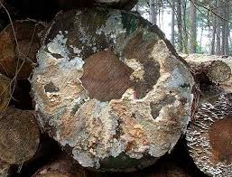 Attēlu rezultāti vaicājumam “Phlebiopsis gigantea”