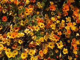 Image result for Dimorphotheca sinuata