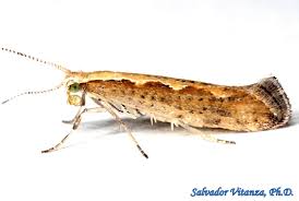 Attēlu rezultāti vaicājumam “Plutella xylostella”