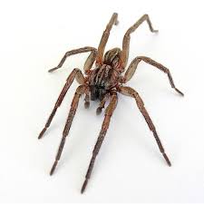 Attēlu rezultāti vaicājumam “Miturgidae”