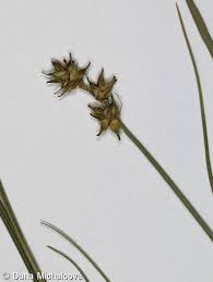 Attēlu rezultāti vaicājumam “Carex echinata”