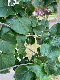 Attēlu rezultāti vaicājumam “Tilia tomentosa leaf”