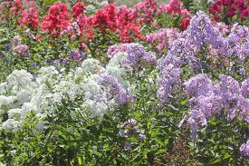 Image result for Phlox (großblumig)