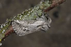 Attēlu rezultāti vaicājumam “Gynaephora selenitica larva”