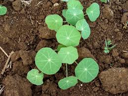 Image result for Tropaeolum majus