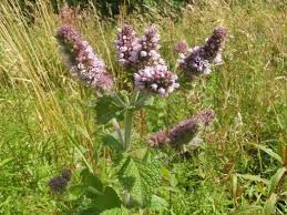 Attēlu rezultāti vaicājumam “Mentha longifolia flower”