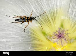 Attēlu rezultāti vaicājumam “Strangalia attenuata”