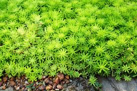 Attēlu rezultāti vaicājumam “Sedum hispanicum flower”