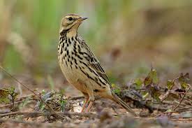 Image result for Anthus cervinus