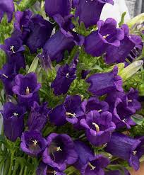 Image result for Campanula medium