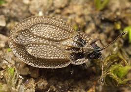 Attēlu rezultāti vaicājumam “Acalypta carinata”