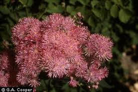 Attēlu rezultāti vaicājumam “Thalictrum aquilegifolium flower”