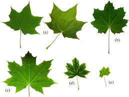 Attēlu rezultāti vaicājumam “Acer platanoides leaf”