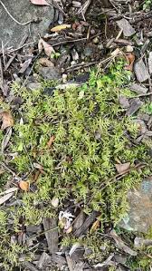 Attēlu rezultāti vaicājumam “Pseudoscleropodium purum”