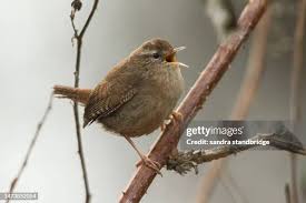 Attēlu rezultāti vaicājumam “Troglodytes troglodytes”