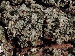 Attēlu rezultāti vaicājumam “Cladonia parasitica”